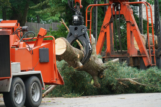 Best Seasonal Cleanup (Spring/Fall)  in Riverside, PA